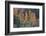Orange Aspens in the Fall-James Hager-Framed Photographic Print