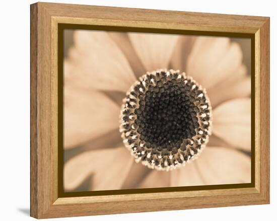 Orange Aster-Angela Drury-Framed Premier Image Canvas