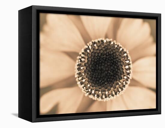 Orange Aster-Angela Drury-Framed Premier Image Canvas