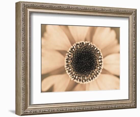 Orange Aster-Angela Drury-Framed Photographic Print