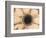 Orange Aster-Angela Drury-Framed Photographic Print