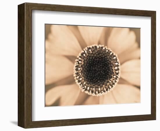 Orange Aster-Angela Drury-Framed Photographic Print