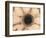 Orange Aster-Angela Drury-Framed Photographic Print