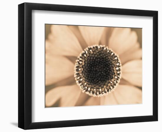 Orange Aster-Angela Drury-Framed Photographic Print