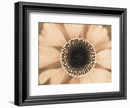 Orange Aster-Angela Drury-Framed Photographic Print