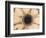 Orange Aster-Angela Drury-Framed Photographic Print