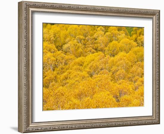 Orange Autumn Trees on the Lewis Pass, Canterbury Region, South Island, New Zealand, Pacific-Matthew Williams-Ellis-Framed Photographic Print