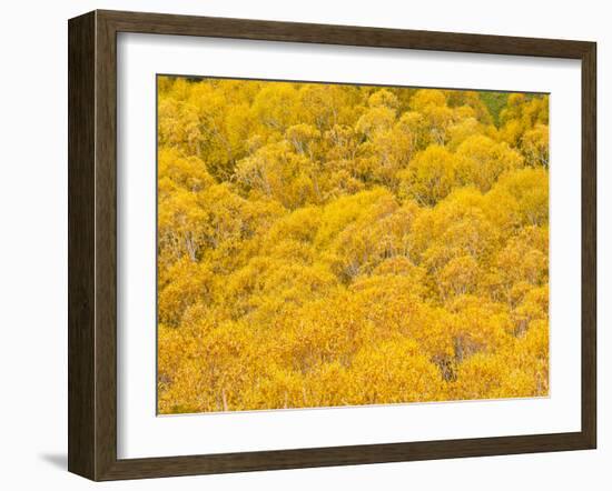 Orange Autumn Trees on the Lewis Pass, Canterbury Region, South Island, New Zealand, Pacific-Matthew Williams-Ellis-Framed Photographic Print