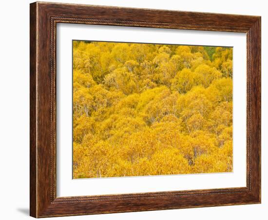 Orange Autumn Trees on the Lewis Pass, Canterbury Region, South Island, New Zealand, Pacific-Matthew Williams-Ellis-Framed Photographic Print