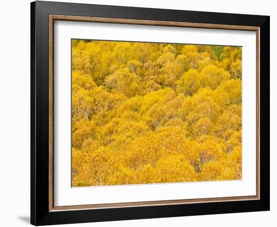 Orange Autumn Trees on the Lewis Pass, Canterbury Region, South Island, New Zealand, Pacific-Matthew Williams-Ellis-Framed Photographic Print