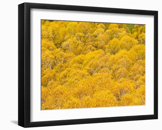 Orange Autumn Trees on the Lewis Pass, Canterbury Region, South Island, New Zealand, Pacific-Matthew Williams-Ellis-Framed Photographic Print