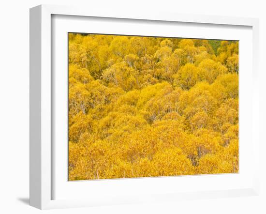 Orange Autumn Trees on the Lewis Pass, Canterbury Region, South Island, New Zealand, Pacific-Matthew Williams-Ellis-Framed Photographic Print