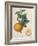 Orange Balotin-Pierre Antoine Poiteau-Framed Giclee Print