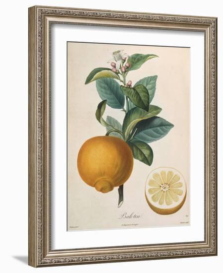 Orange Balotin-Pierre Antoine Poiteau-Framed Giclee Print