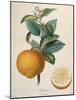 Orange Balotin-Pierre Antoine Poiteau-Mounted Giclee Print