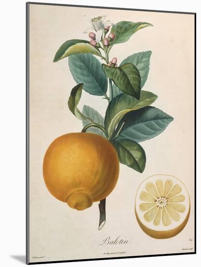 Orange Balotin-Pierre Antoine Poiteau-Mounted Giclee Print