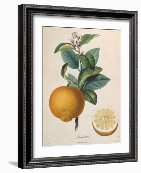 Orange Balotin-Pierre Antoine Poiteau-Framed Giclee Print