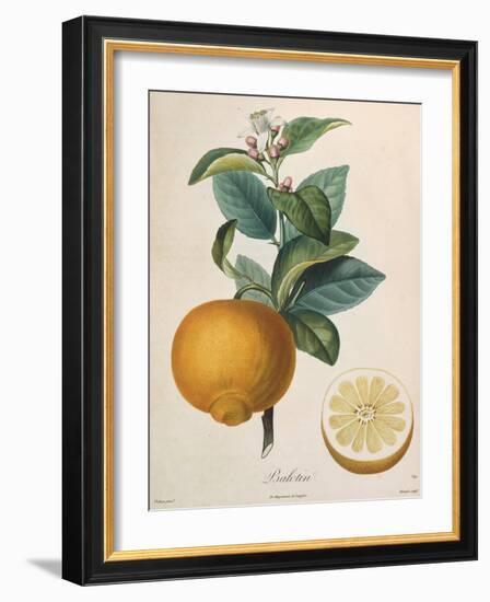 Orange Balotin-Pierre Antoine Poiteau-Framed Giclee Print