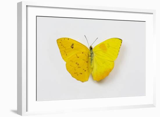 Orange-Barred Sulphur Butterfly, Comparison of Top and Bottom Wings-Darrell Gulin-Framed Photographic Print