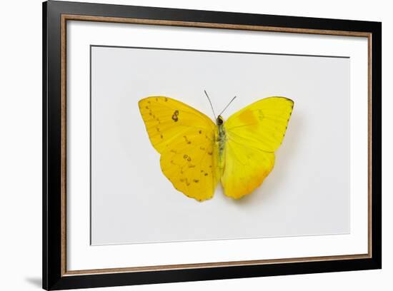 Orange-Barred Sulphur Butterfly, Comparison of Top and Bottom Wings-Darrell Gulin-Framed Photographic Print
