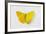 Orange-Barred Sulphur Butterfly, Comparison of Top and Bottom Wings-Darrell Gulin-Framed Photographic Print