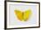 Orange-Barred Sulphur Butterfly, Comparison of Top and Bottom Wings-Darrell Gulin-Framed Photographic Print