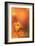 Orange Beauty-Karin Connolly-Framed Art Print