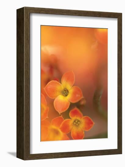 Orange Beauty-Karin Connolly-Framed Art Print