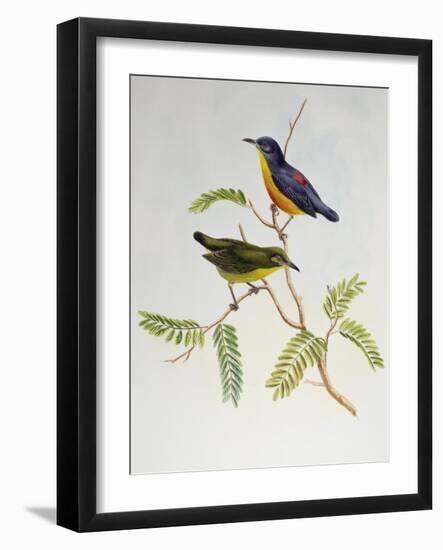 Orange-Bellied Flowerpecker (Dicaeum Trigonostigma)-John Gould-Framed Giclee Print