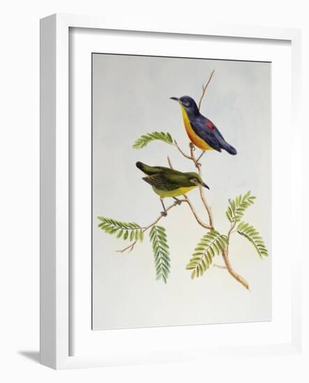 Orange-Bellied Flowerpecker (Dicaeum Trigonostigma)-John Gould-Framed Giclee Print