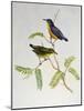 Orange-Bellied Flowerpecker (Dicaeum Trigonostigma)-John Gould-Mounted Giclee Print