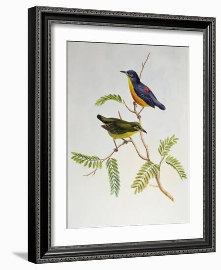 Orange-Bellied Flowerpecker (Dicaeum Trigonostigma)-John Gould-Framed Giclee Print