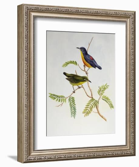 Orange-Bellied Flowerpecker (Dicaeum Trigonostigma)-John Gould-Framed Giclee Print