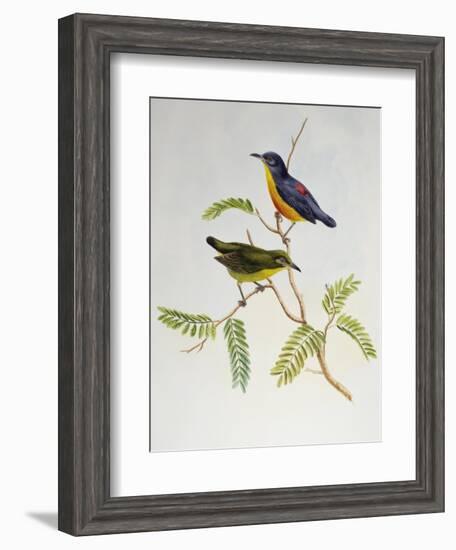 Orange-Bellied Flowerpecker (Dicaeum Trigonostigma)-John Gould-Framed Giclee Print