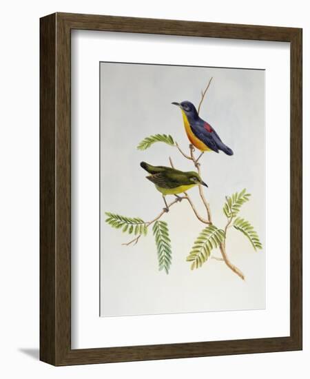 Orange-Bellied Flowerpecker (Dicaeum Trigonostigma)-John Gould-Framed Giclee Print