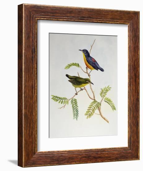 Orange-Bellied Flowerpecker (Dicaeum Trigonostigma)-John Gould-Framed Giclee Print