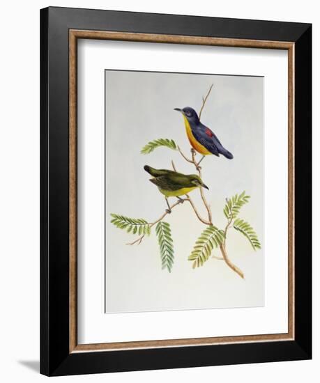 Orange-Bellied Flowerpecker (Dicaeum Trigonostigma)-John Gould-Framed Giclee Print