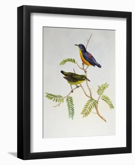 Orange-Bellied Flowerpecker (Dicaeum Trigonostigma)-John Gould-Framed Giclee Print