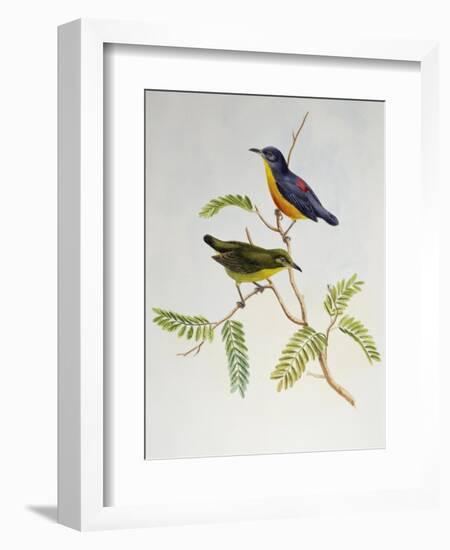 Orange-Bellied Flowerpecker (Dicaeum Trigonostigma)-John Gould-Framed Giclee Print