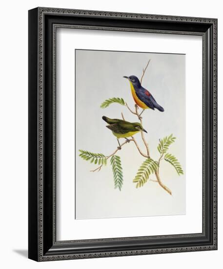 Orange-Bellied Flowerpecker (Dicaeum Trigonostigma)-John Gould-Framed Giclee Print