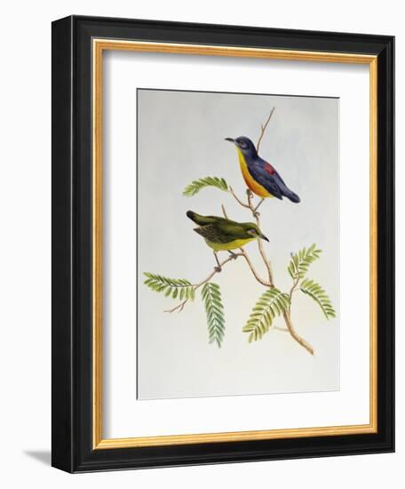 Orange-Bellied Flowerpecker (Dicaeum Trigonostigma)-John Gould-Framed Giclee Print