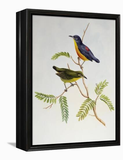 Orange-Bellied Flowerpecker (Dicaeum Trigonostigma)-John Gould-Framed Premier Image Canvas