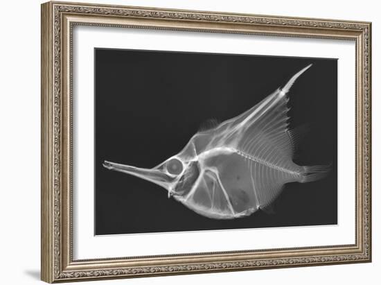 Orange Bellowfish-Sandra J. Raredon-Framed Art Print