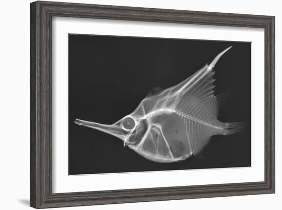 Orange Bellowfish-Sandra J. Raredon-Framed Art Print