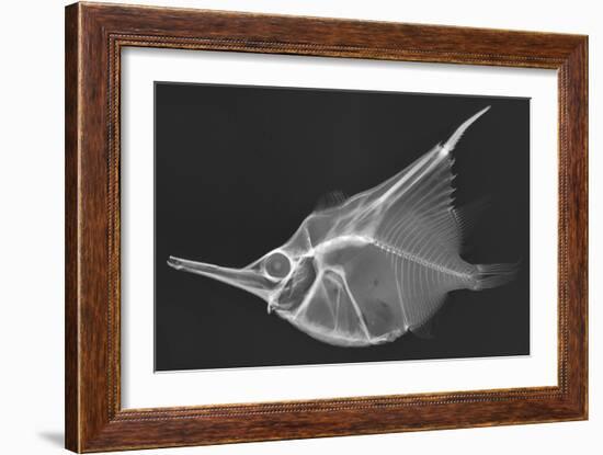 Orange Bellowfish-Sandra J. Raredon-Framed Art Print