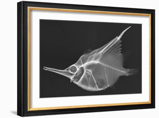 Orange Bellowfish-Sandra J. Raredon-Framed Art Print