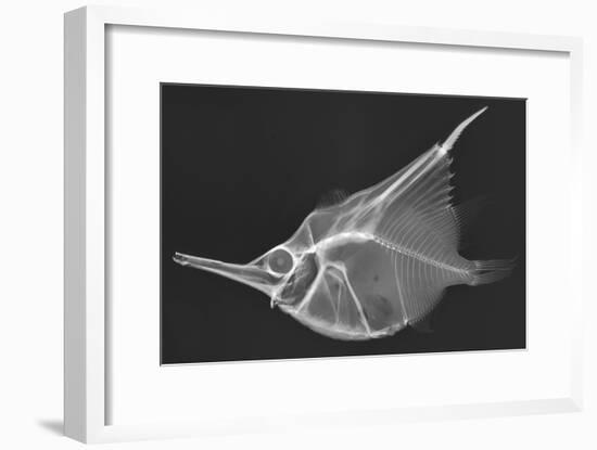 Orange Bellowfish-Sandra J. Raredon-Framed Art Print