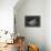Orange Bellowfish-Sandra J. Raredon-Framed Stretched Canvas displayed on a wall