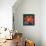 Orange Bird, 2019 (Oil on Canvas)-Jane Tattersfield-Framed Premier Image Canvas displayed on a wall