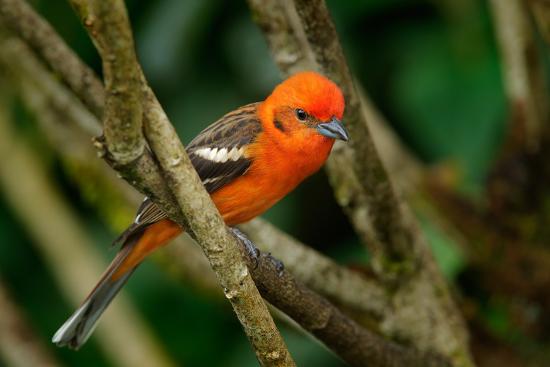 orange bird flame colored